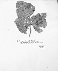 Uromyces appendiculatus image